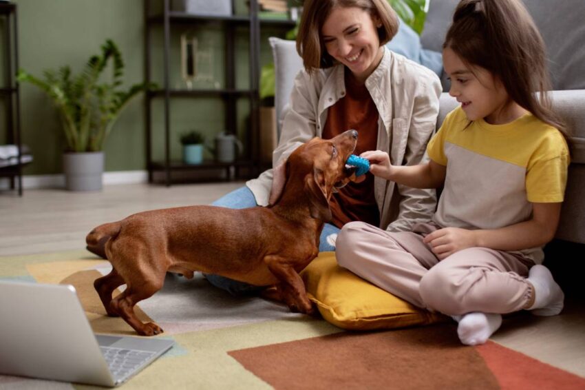 close-up-beautiful-dachshund-spending-time-with-family-min